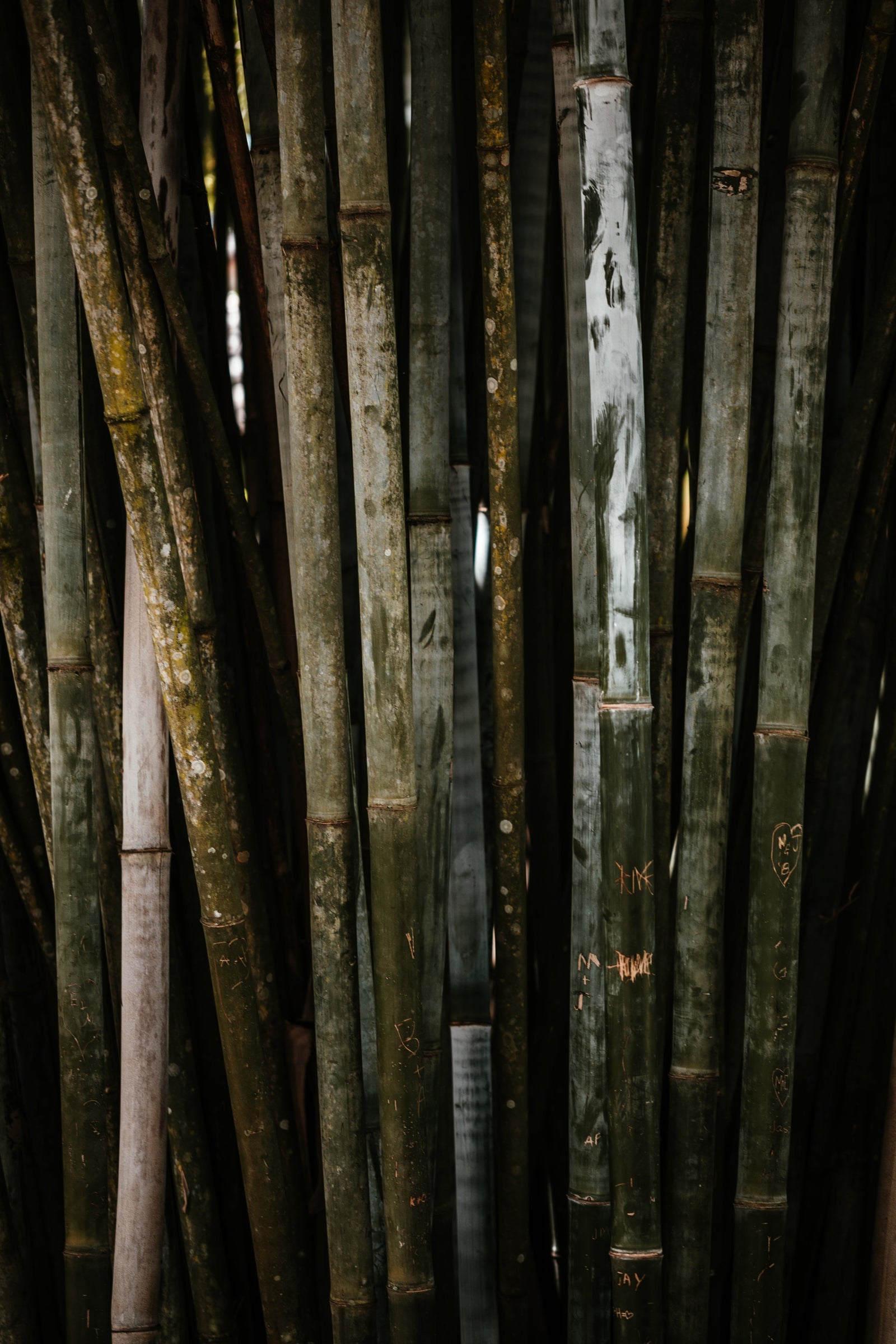 Bamboo-Furniture-Why-It-s-the-Perfect-Blend-of-Sustainability-and-Style maisonbymartina