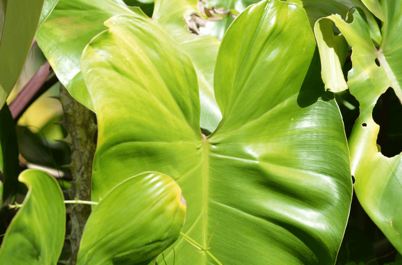 Embrace Eco-Chic: Banana Leaf Furniture's Sustainable Revolution - maisonbymartina