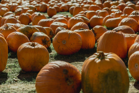 Trick or Treat: Stylish Halloween Decor Ideas for Your Home