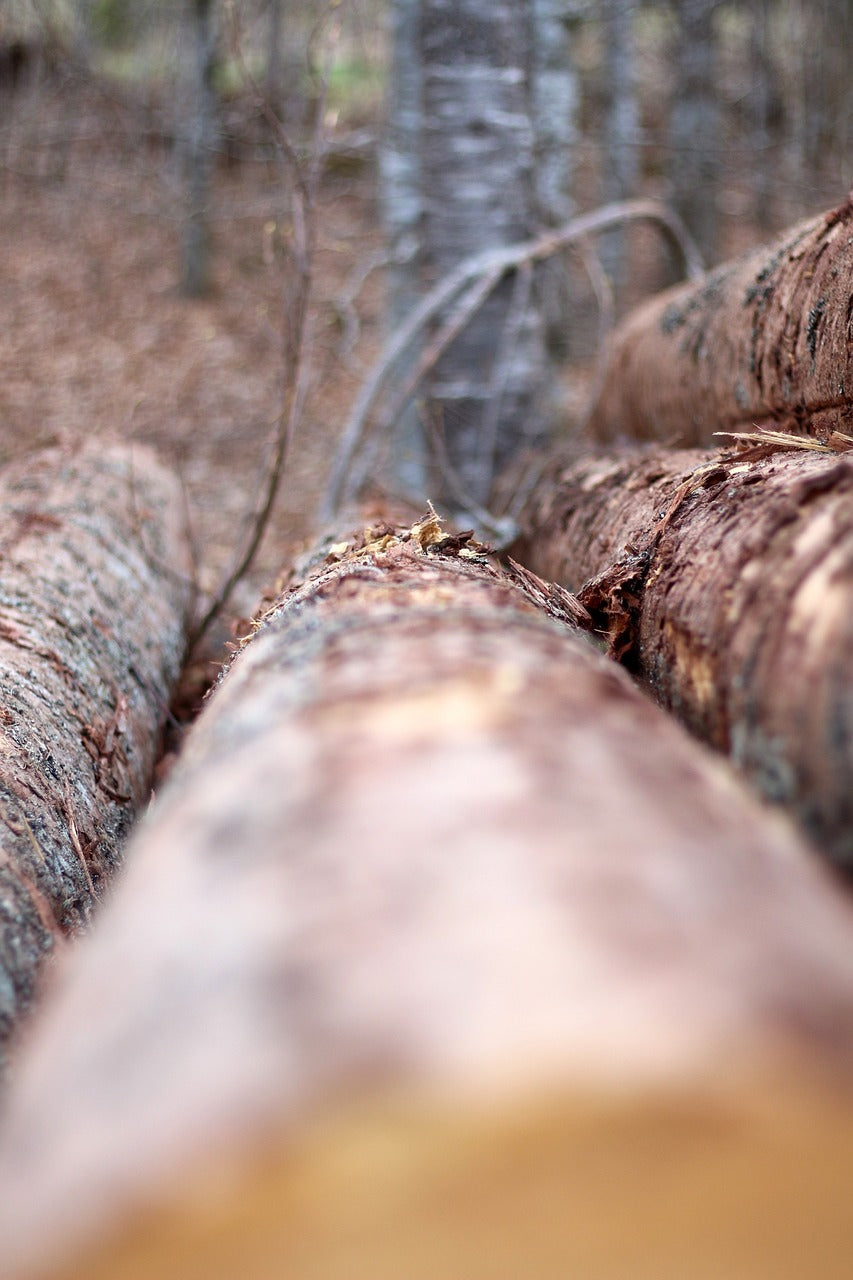 Is Teak Wood Really Sustainable? What You Need to Know