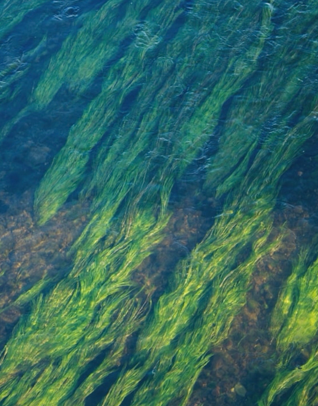 Seagrass